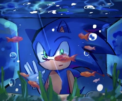 Size: 2048x1702 | Tagged: safe, artist:ag_hamu, sonic the hedgehog, 2024, aquarium, fish, literal animal, solo, water